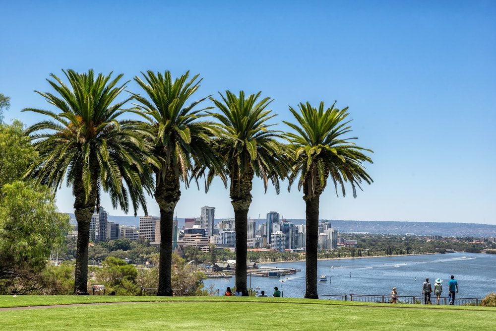Perth palmy a more