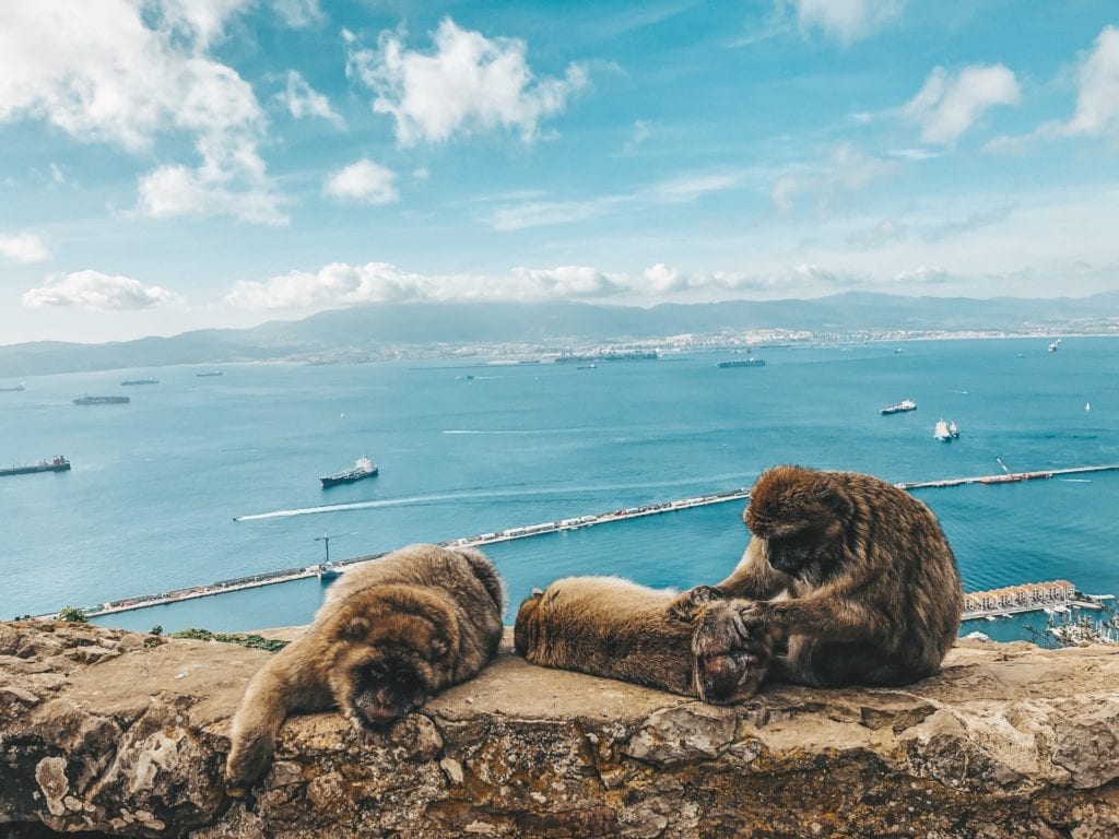 gibraltár a opice
