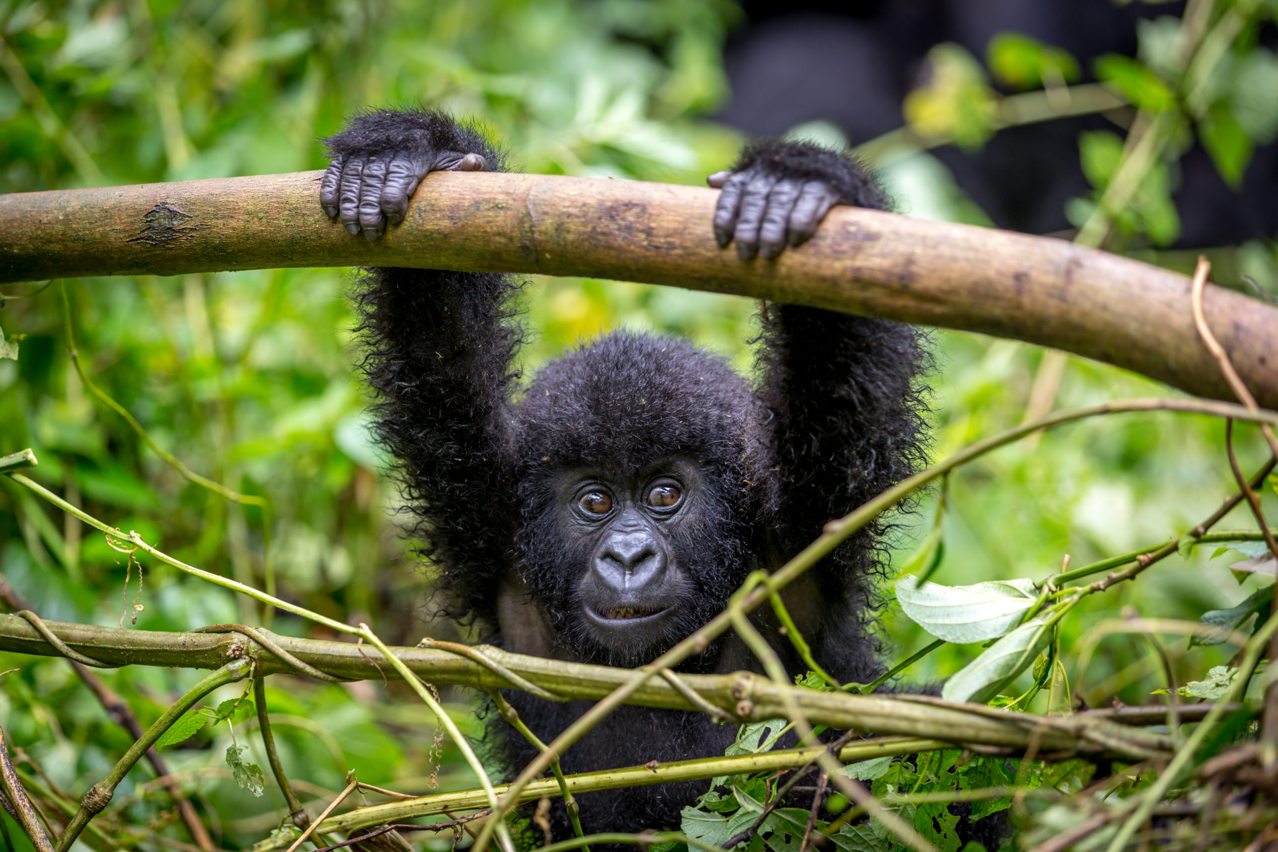 PELIPECKA: Rwanda z Prahy za 529€!