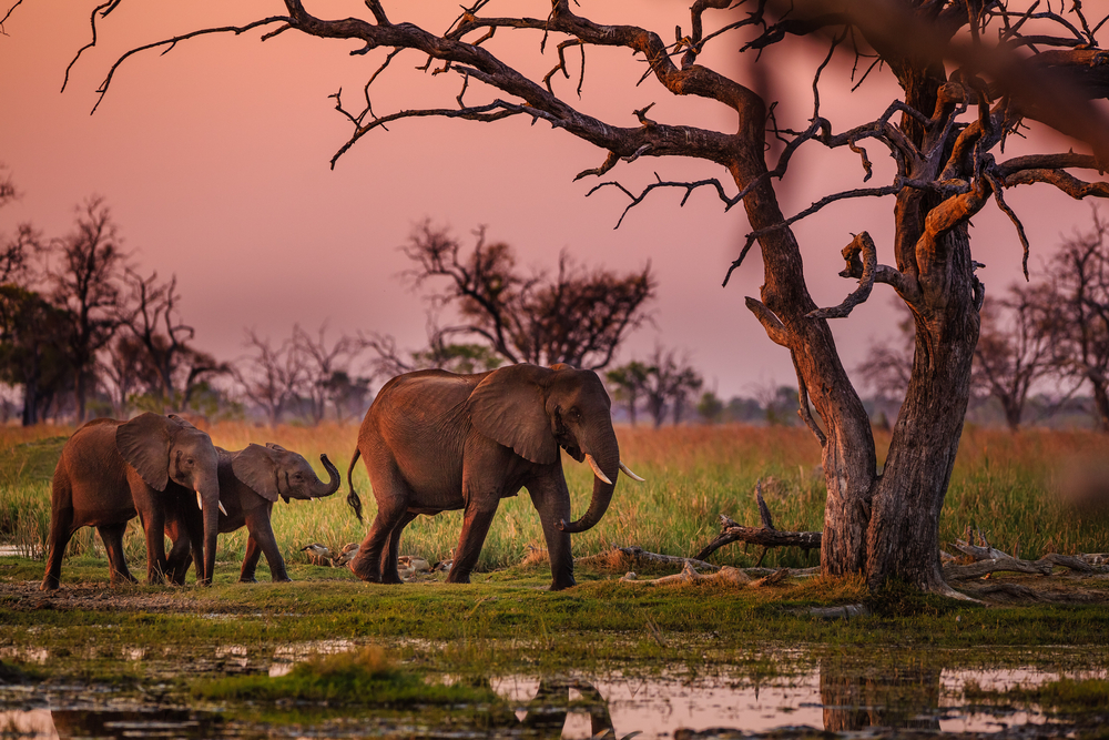 botswana safari slony
