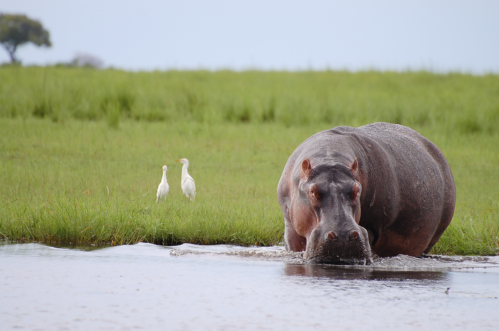 hroch narodny park chobe