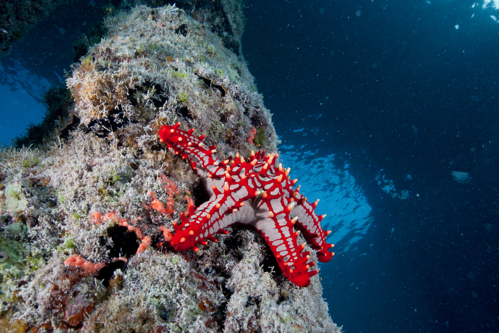 zanzibar podmorsky svet