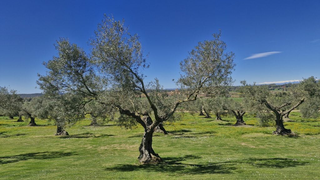 Fontclara