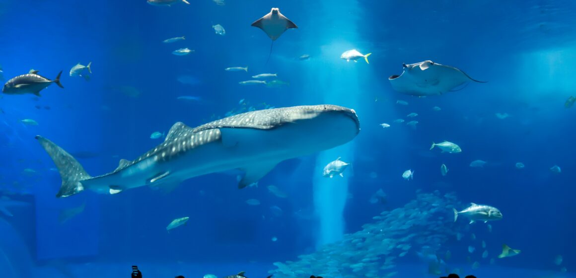 Okinawa: Havaj Japonska, kde čas plynie pomalšie a život dlhšie (REPORTÁŽ)